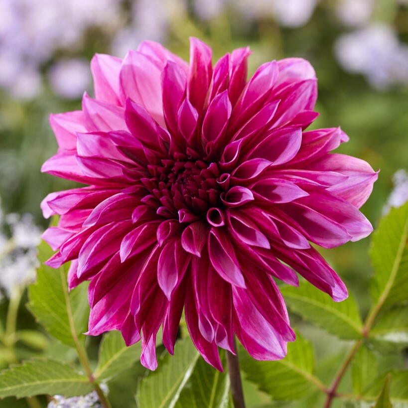 Dahlia Dekorativ Tanita 1st - Dahlia x pinnata Tanita