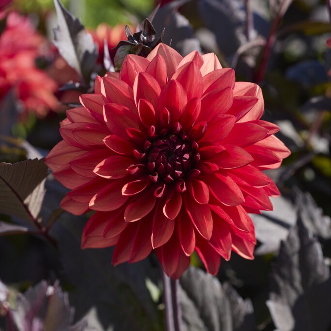 Dahlia Dekorativ Tiramisu 1st - Dahlia x pinnata Tiramisu