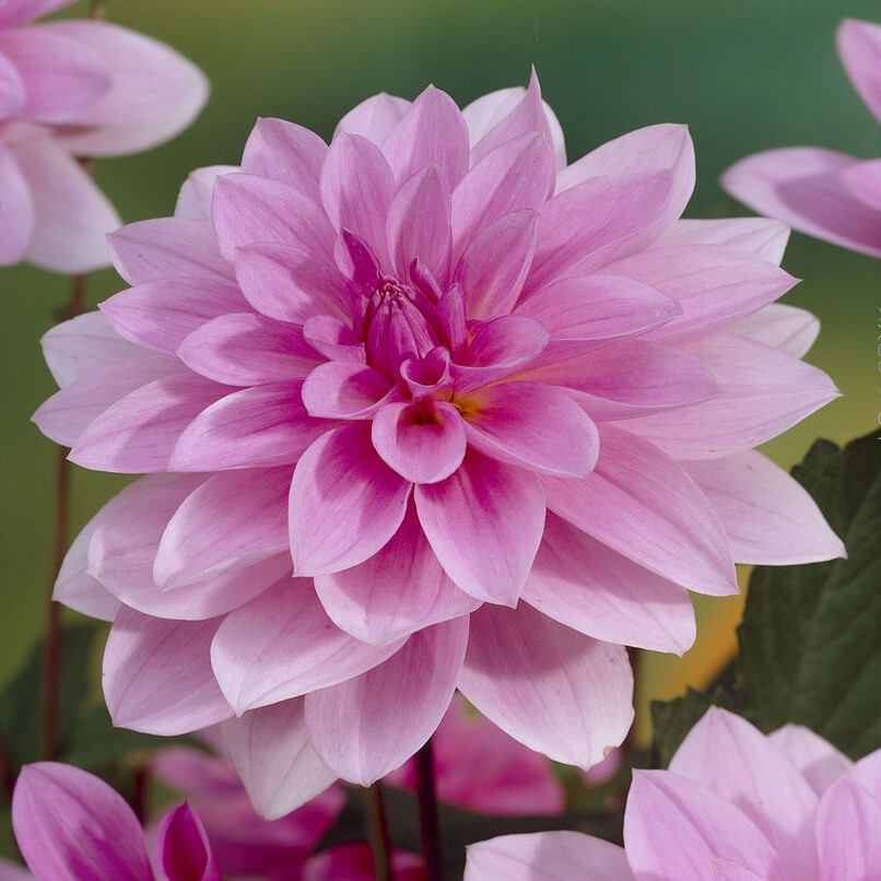 Dahlia Dekorativ Toledo 1st - Dahlia x pinnata Toledo