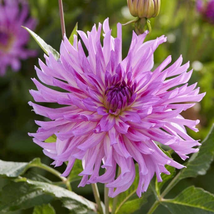 Dahlia Kaktus Torsade 1st - Dahlia x pinnata Torsade