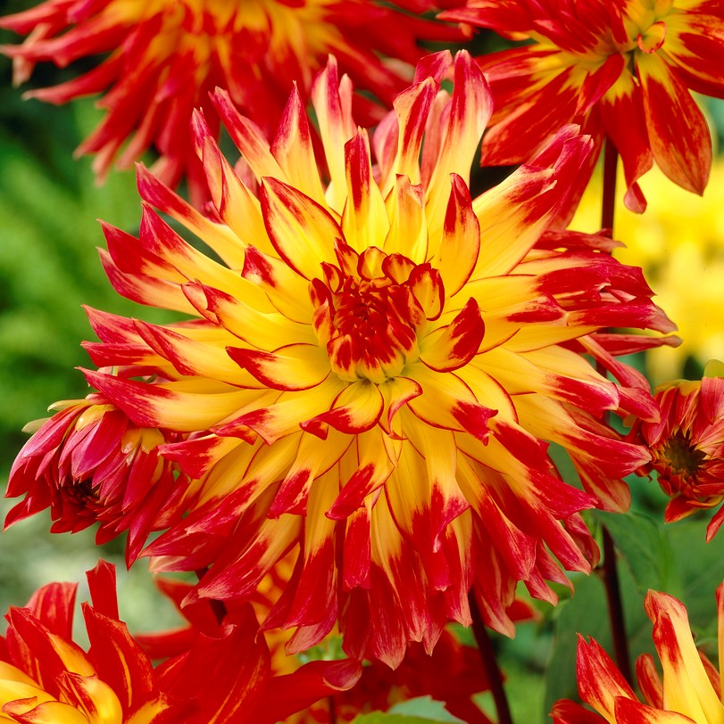 Dahlia Kaktus Vuurvogel 1st
