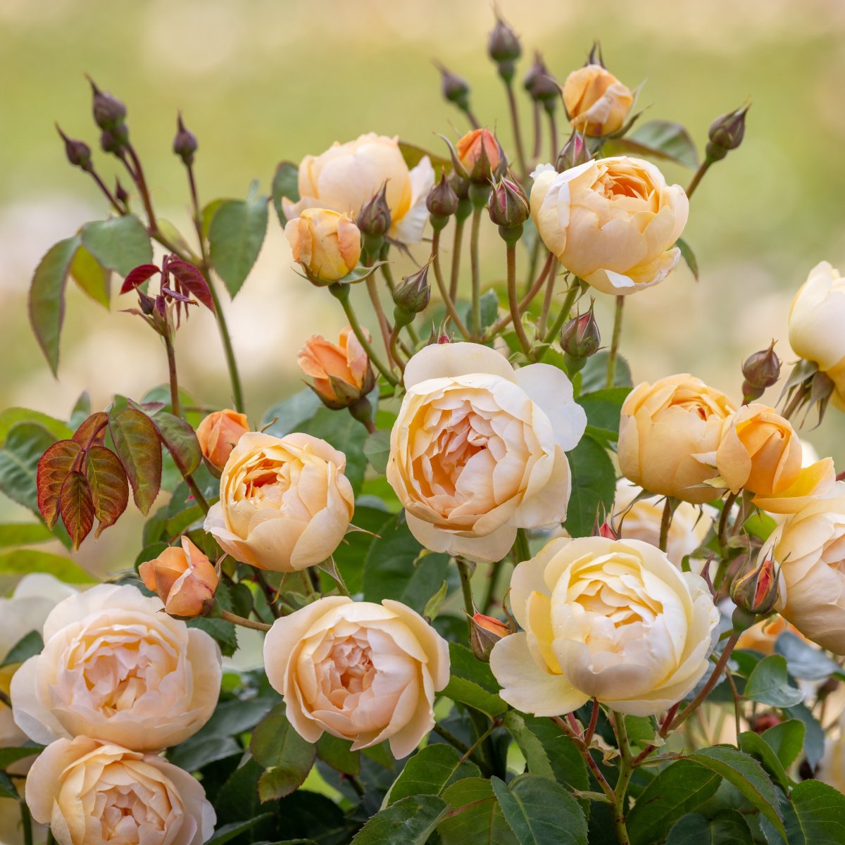 Engelsk Buskros - Rosa austin Dannahue &trade; (Krukstorlek: 6L)