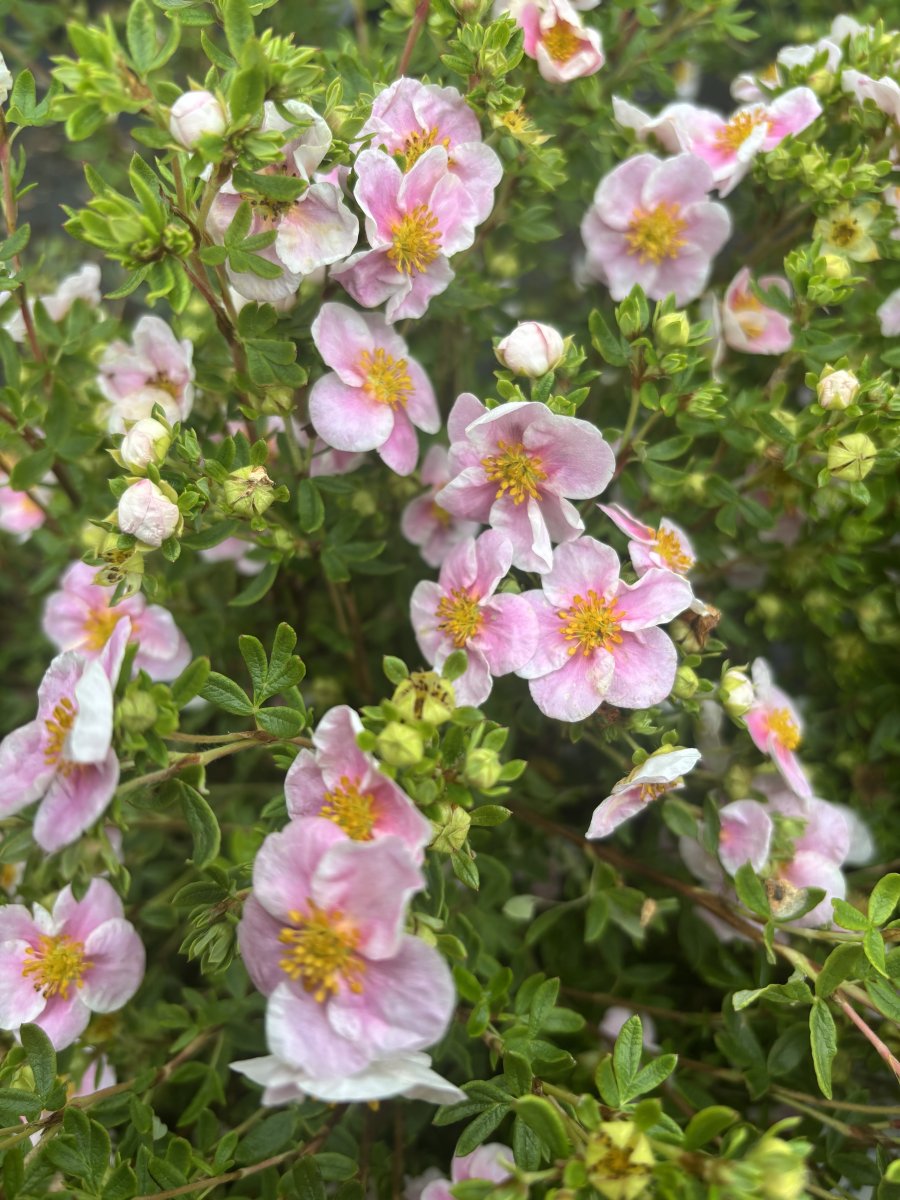 Ölandstok - Dasiphora fruticosa New Dawn (Storlek: busk C3)