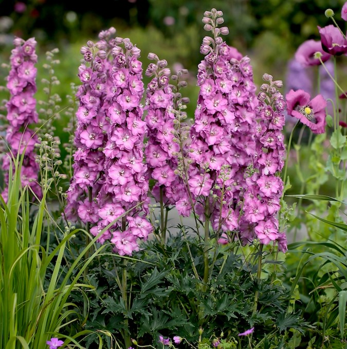 Trädgårdsriddarsporre - Delphinium elatum Delgenius ™ Chantay ® (Krukstorlek: 3L)