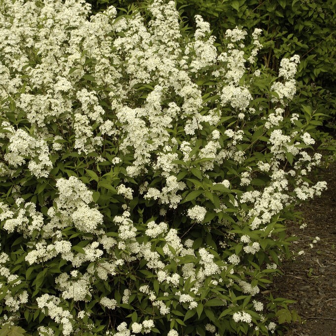 Deutzia - Deutzia x lemoinei (Storlek: 50-55 C3)