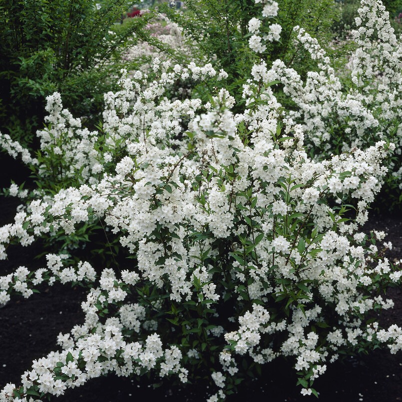 Rosendeutzia - Deutzia rosea Campanulata (Storlek: 30-40 C3)