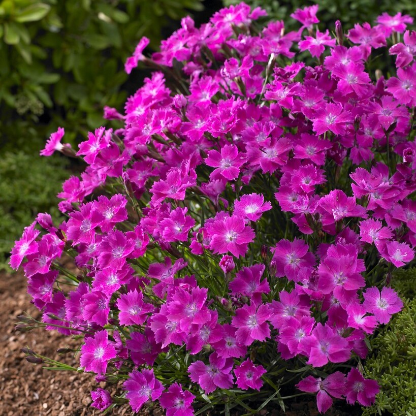 Nejlika - Dianthus Kahori &reg; (Krukstorlek: 0,5-1L)