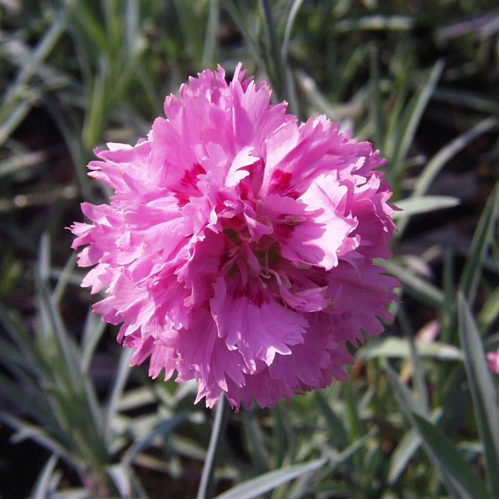 Fjädernejlika - Dianthus plumarius Double Rose (Krukstorlek: 0,5-1L)