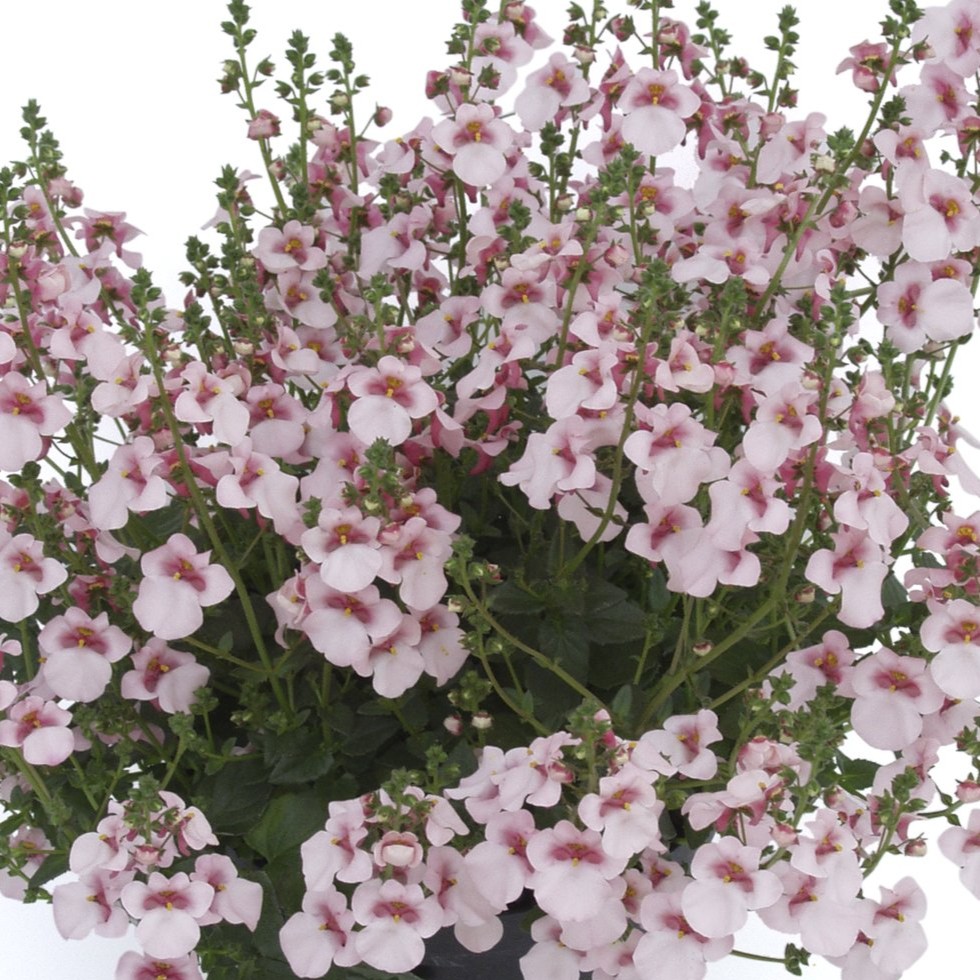 Tvillingsporre, Stickling 3-pack - Diascia barberae Breezee &reg; Plus Apple Blossom