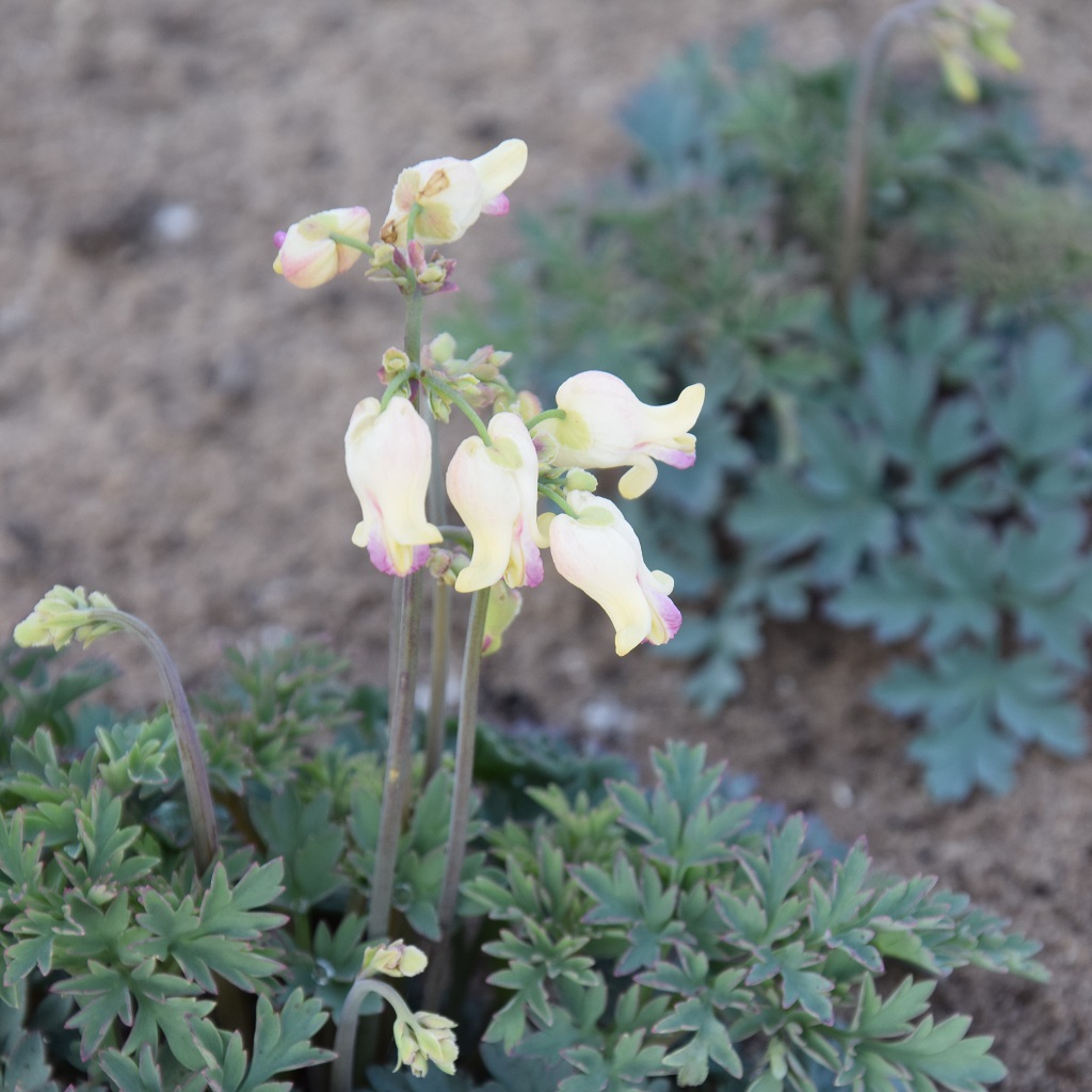 Dicentra hybr. Love Hearts ®, Rokujohjärta, P9cm