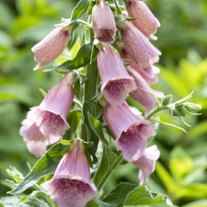 Fingerborgsblomma - Digitalis mertonensis Summer King (Krukstorlek: 0,5-1L)