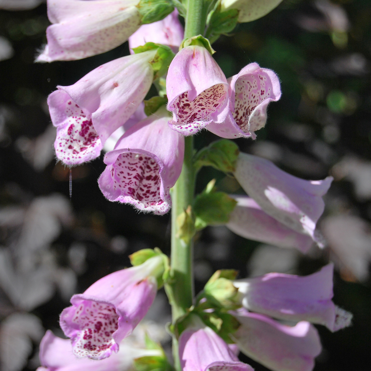 Fingerborgsblomma - Digitalis purpurea Rosa (Krukstorlek: 0,5-1L)