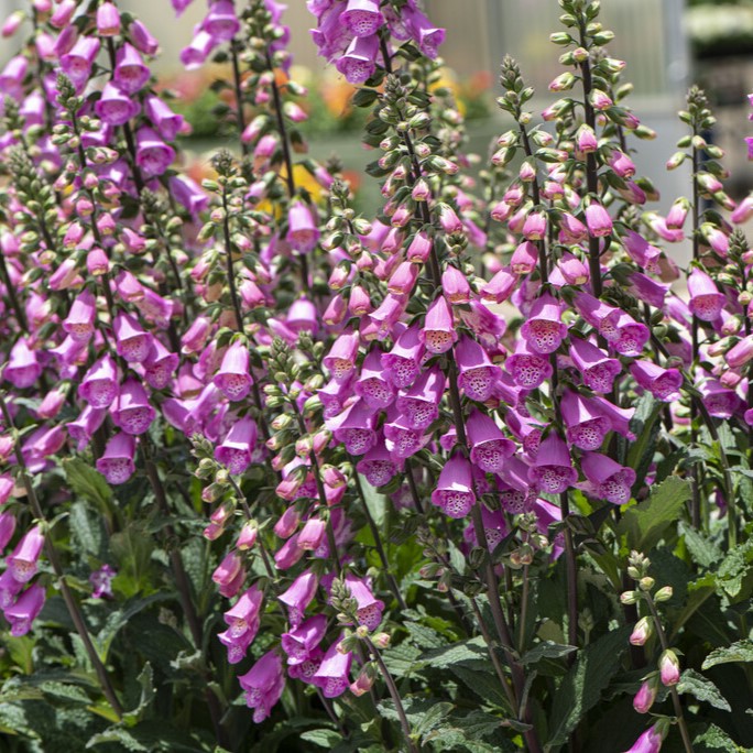 Fingerborgsblomma - Digitalis purpurea Pink Panther (Krukstorlek: 2L)