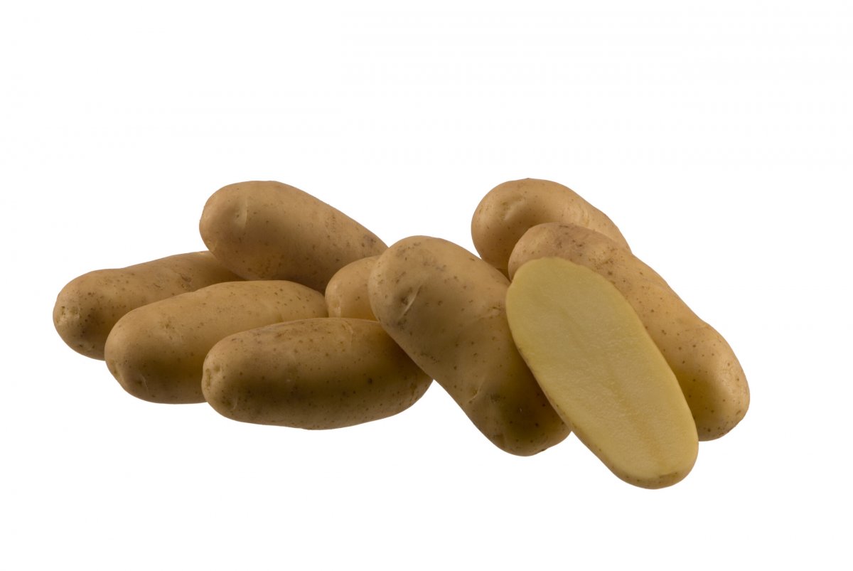 Sättpotatis Ditta (Storlek: 1kg)
