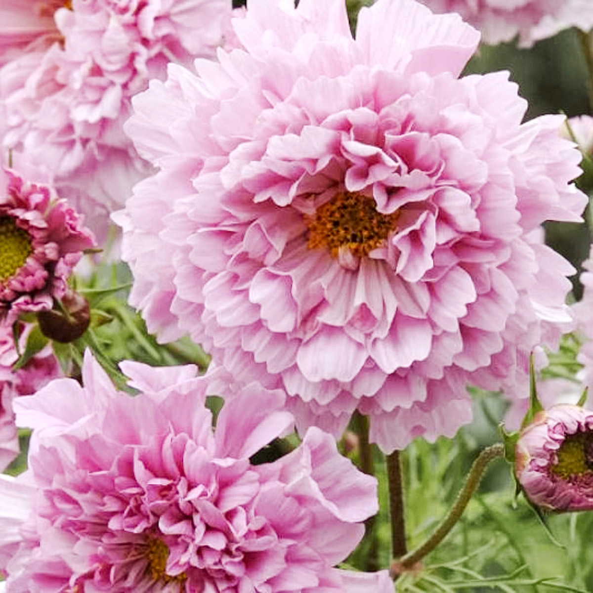 Rosensk&auml;ra, Double Click Rose Bonbon - Cosmos bipinnatus Double Click Rose Bonbon