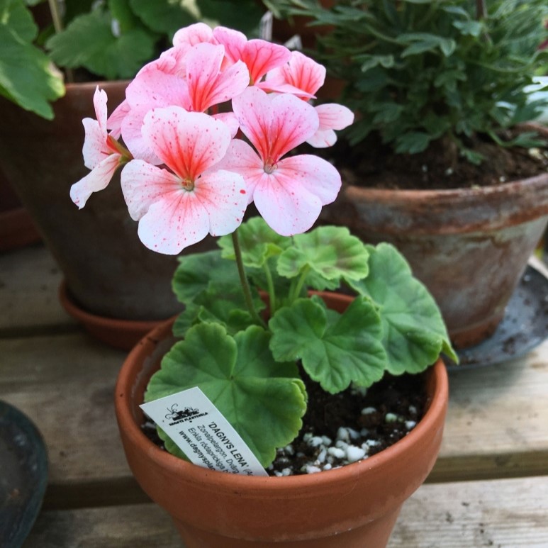 &Auml;ggskals-Dv&auml;rgpelargon, kruka - Pelargonium Dagnys Lena