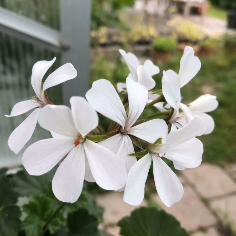 Dv&auml;rgpelargon, kruka - Pelargonium x hortorum Dresden White