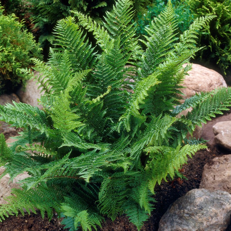 Raggträjon - Ormbunkar - Trädgårdsväxter - Växter