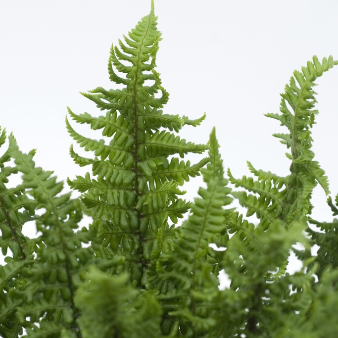 Dryopteris affinis Congesta Cristata, Raggträjon - Dryopteris affinis Congesta Cristata (Krukstorlek: 0,5-1L)