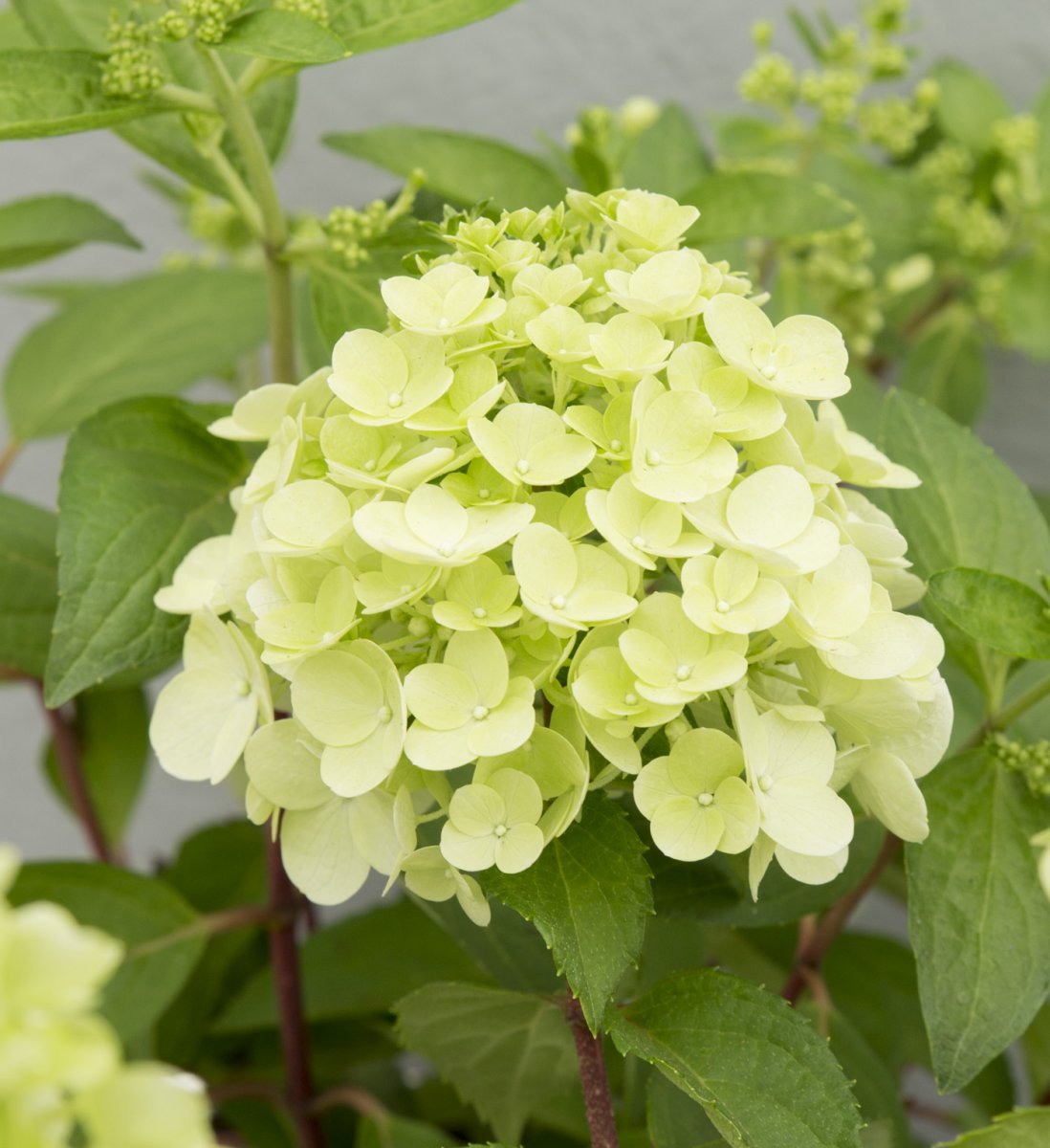 Vipphortensia - Hydrangea paniculata Magical Mont Blanc ® (Storlek: busk C3)