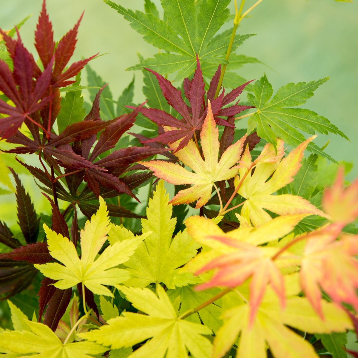Japansk Lönn - Acer palmatum Festival ® (Storlek: busk C3)