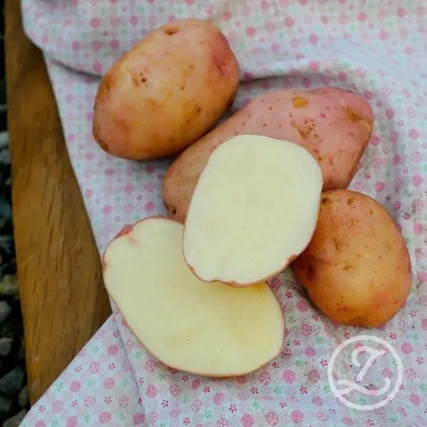 Sättpotatis Silla (Storlek: 1kg)