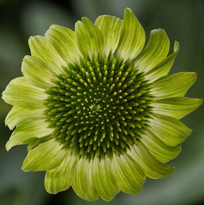 Echinacea Prairie Blaze™ Green, Solhatt - Perenner