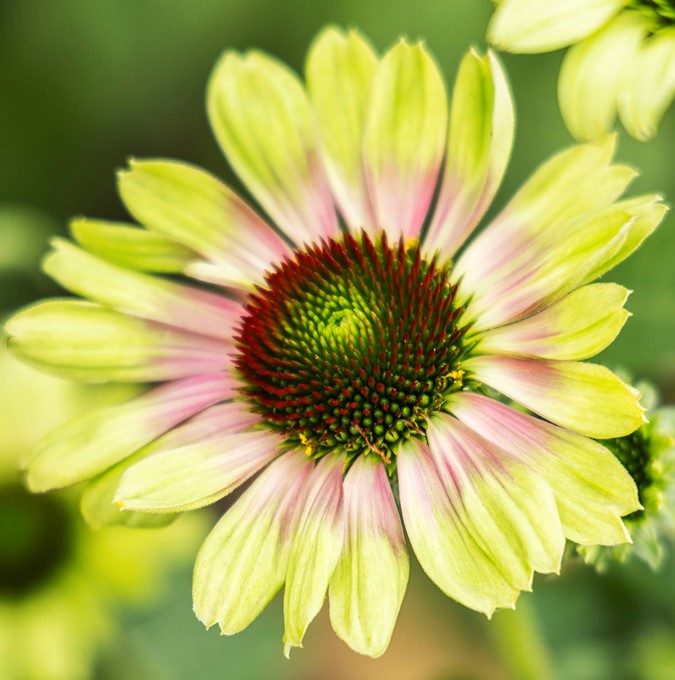 Echinacea Prairie Blaze™ Vintage Lime, Solhatt