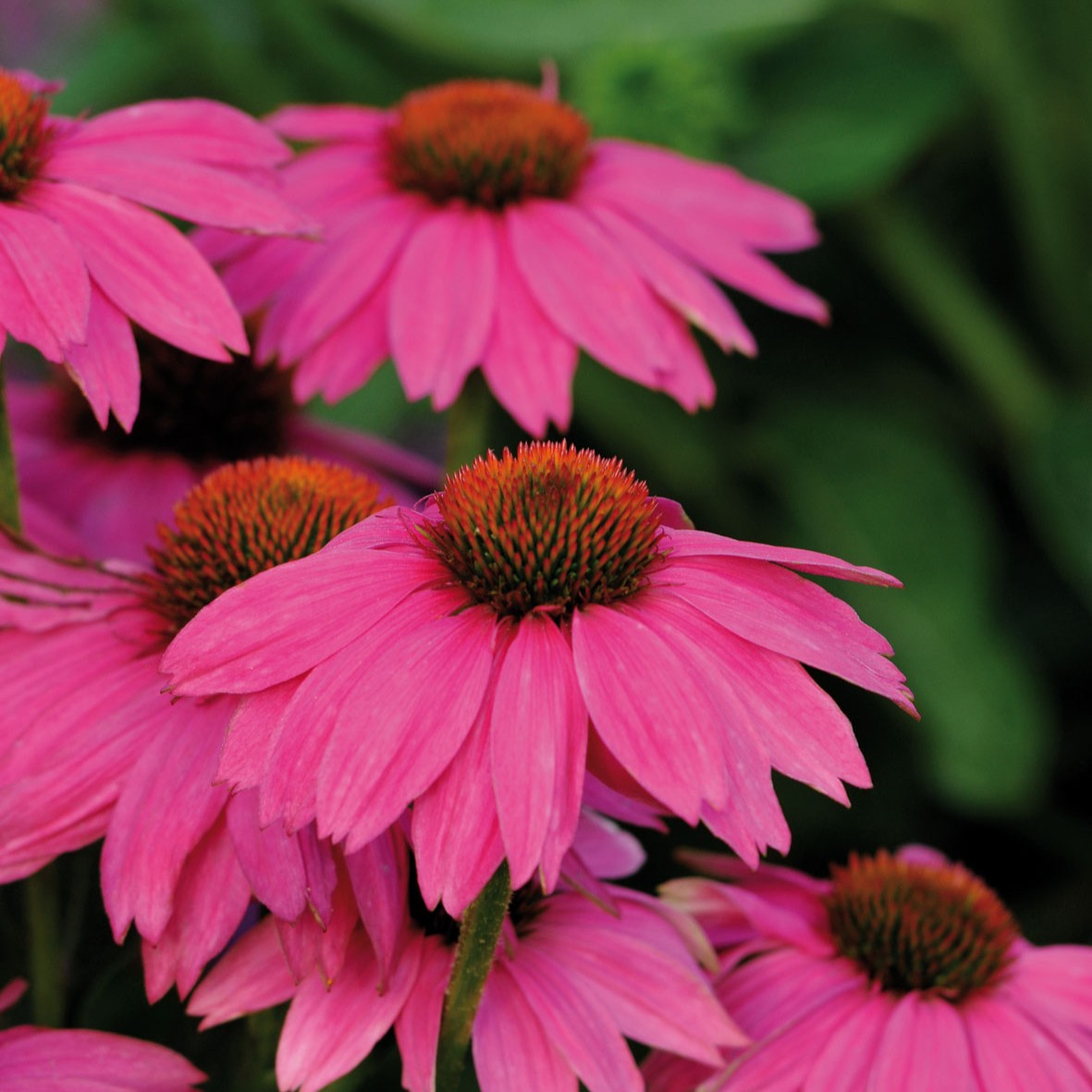 Solhatt, Stickling 3-pack - Echinacea purpurea PowWow&trade; Wild Berry
