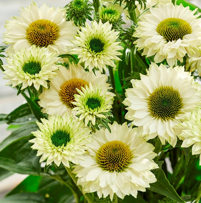 Solhatt - Echinacea hybr. SunSeekers ® White Perfection (Krukstorlek: SQ1)