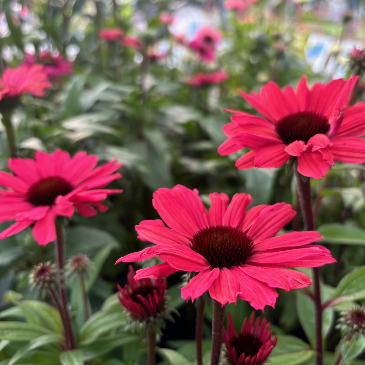 Solhatt - Echinacea hybr. SunSeekers ® Carmine (Krukstorlek: 0,5-1L)