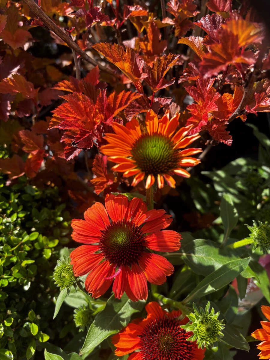 Solhatt - Echinacea purpurea Mooodz ® Fearless (Krukstorlek: 2L)