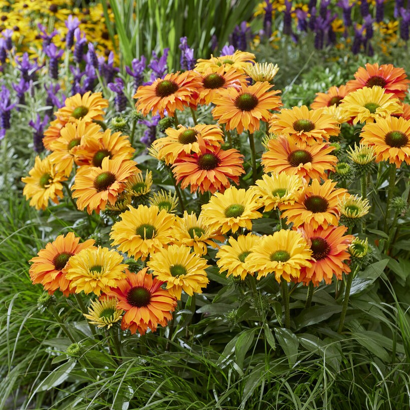 Solhatt - Echinacea hybr. SunSeekers ® Mineola (Krukstorlek: 0,5-1L)
