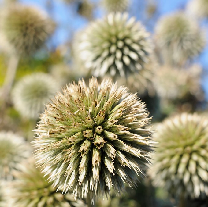 Vit Bolltistel - Echinops bannaticus Star Frost (Krukstorlek: 0,5-1L)
