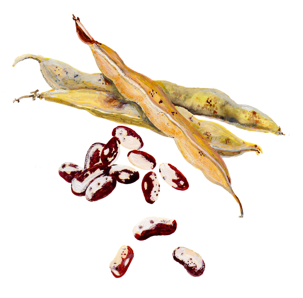 St&ouml;rb&ouml;na Neabel&acute;s Ukranian - Phaseolus vulgaris Neabel&acute;s Ukranian