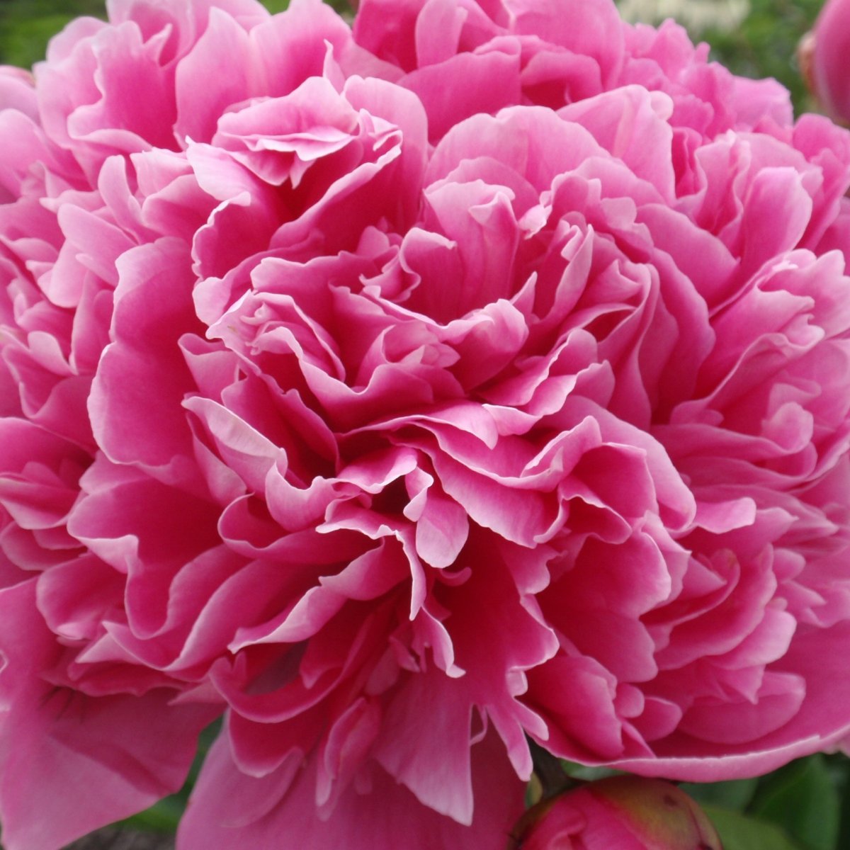 Luktpion, (höstleverans) - Paeonia lactiflora Edulis Superba
