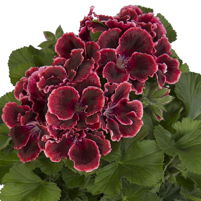 Engelsk Pelargon, kruka - Pelargonium grandiflorum Elegance Adele &reg;