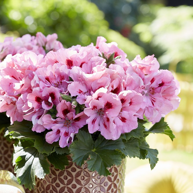 Engelsk Pelargon, kruka - Pelargonium grandiflorum Elegance Fenna &reg;