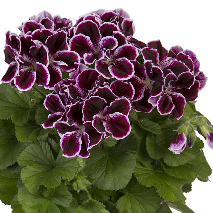 Engelsk Pelargon, kruka - Pelargonium grandiflorum Elegance Imperial &reg;