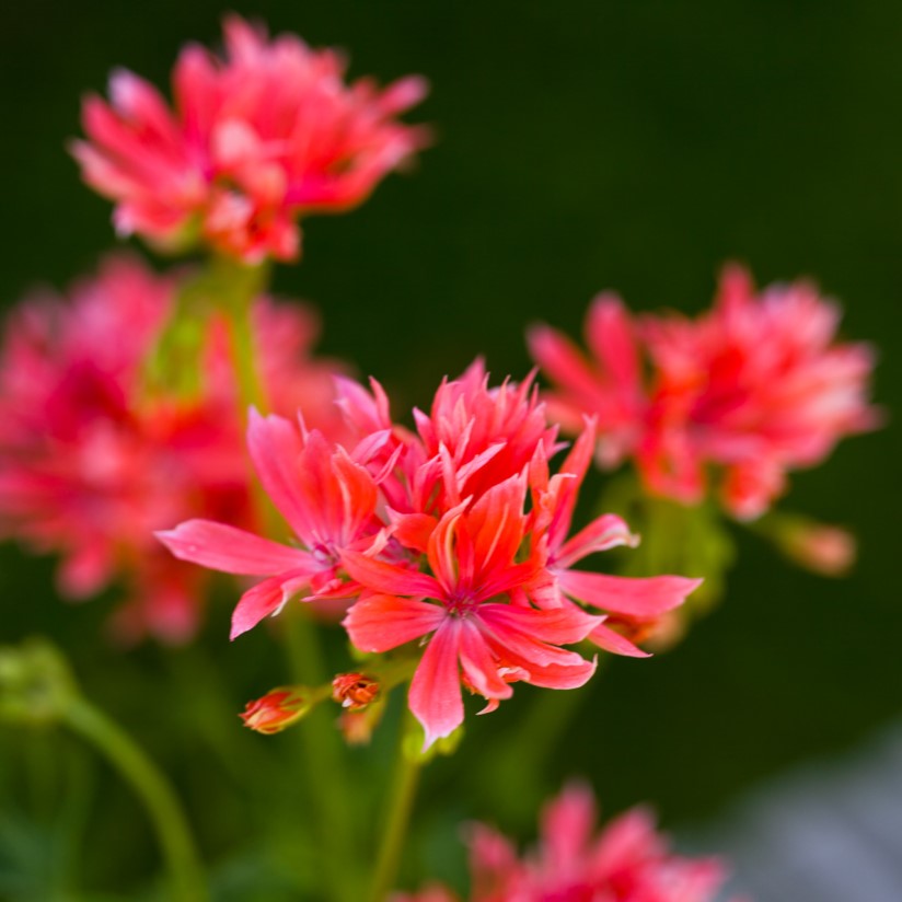 Fingerpelargon, kruka - Pelargonium x hortorum Els