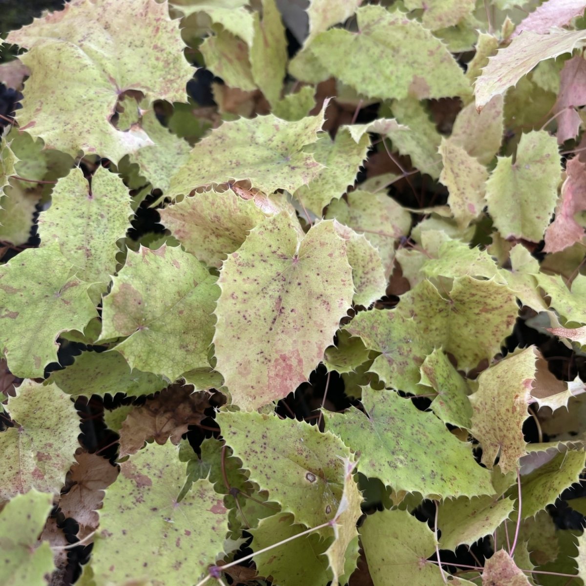 Sockblomma - Epimedium stellulatum Long Leaf Form (Krukstorlek: 0,5-1L)