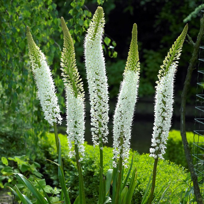 Vit St&auml;pplilja - Eremurus himalaicus (Krukstorlek: SQ3)