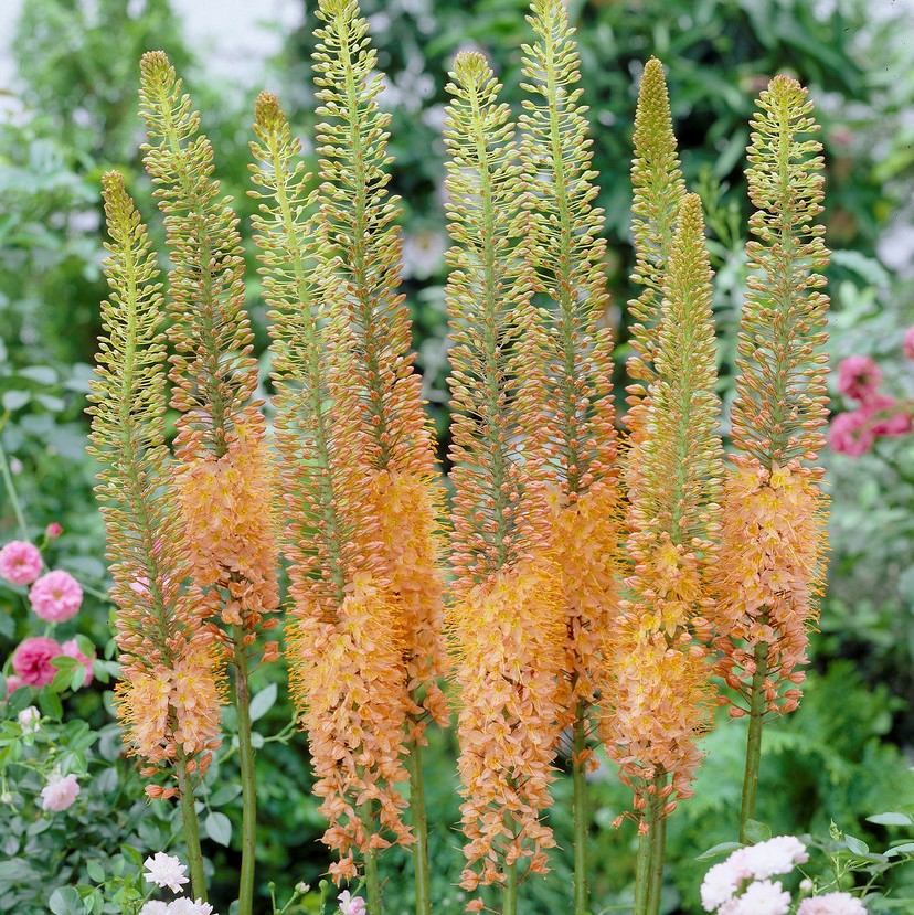 Stäpplilja 1st - Eremurus x isabellinus Cleopatra