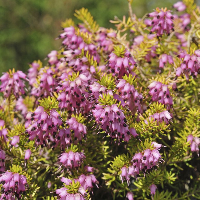 Darleyljung - Erica x darleyensis Eva Gold (Krukstorlek: 0,5-1L)