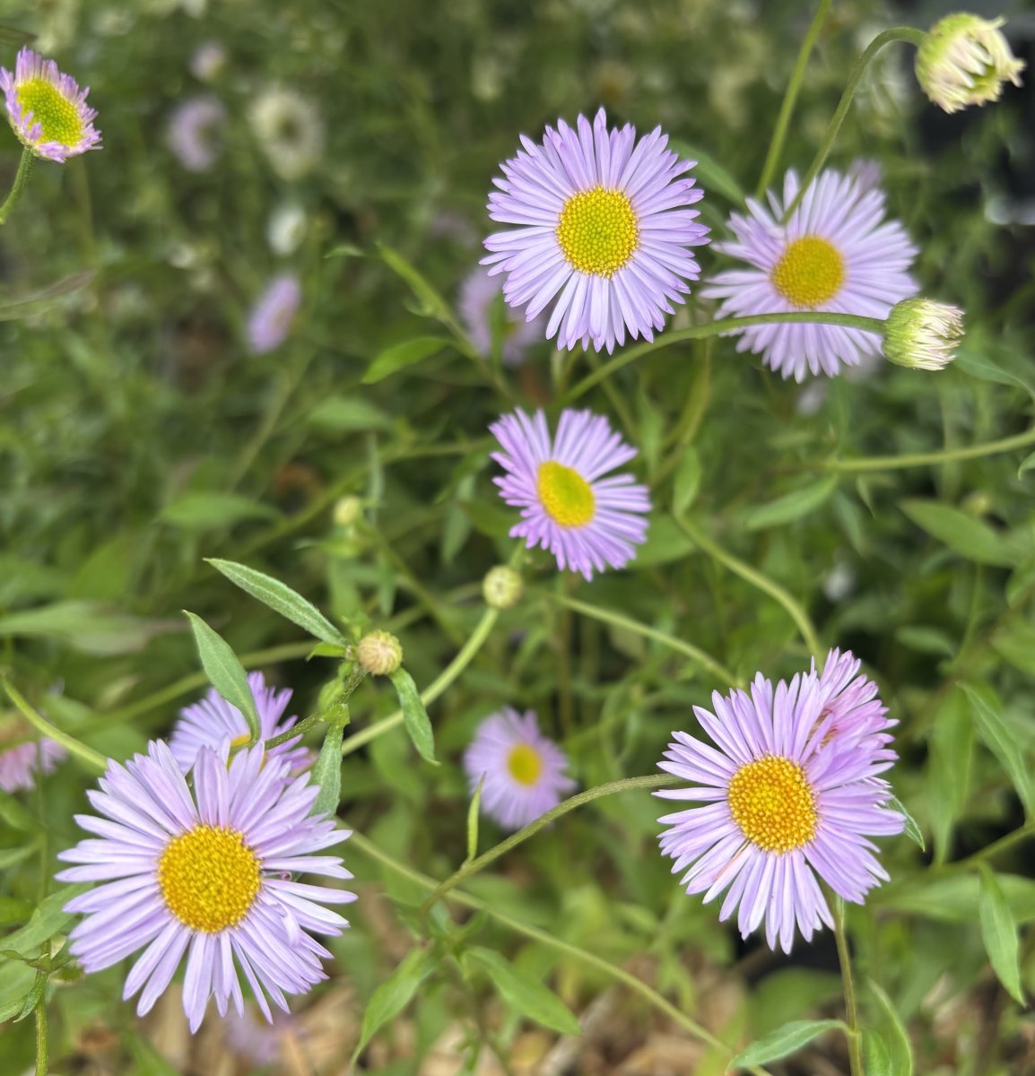 Murbinka - Erigeron karvinskianus Lavender Lady (Krukstorlek: 0,5-1L)