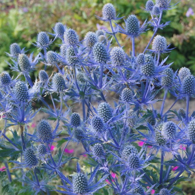 Rysk Martorn - Eryngium planum Magical &trade; Blue Lagoon (Krukstorlek: 0,5-1L)