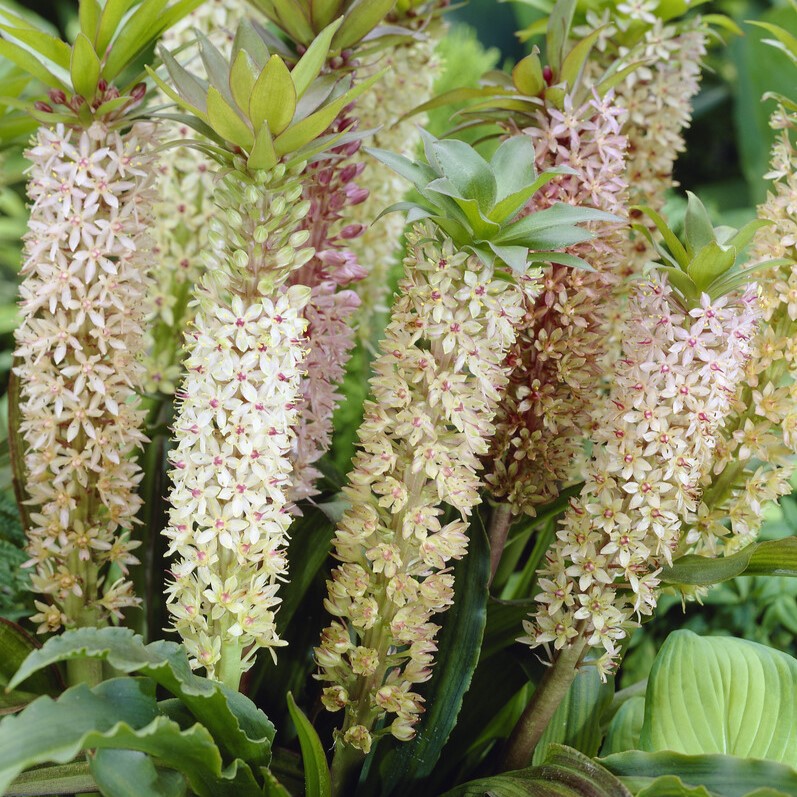 Tofslilja Eucomis comosa 1st - Eucomis comosa