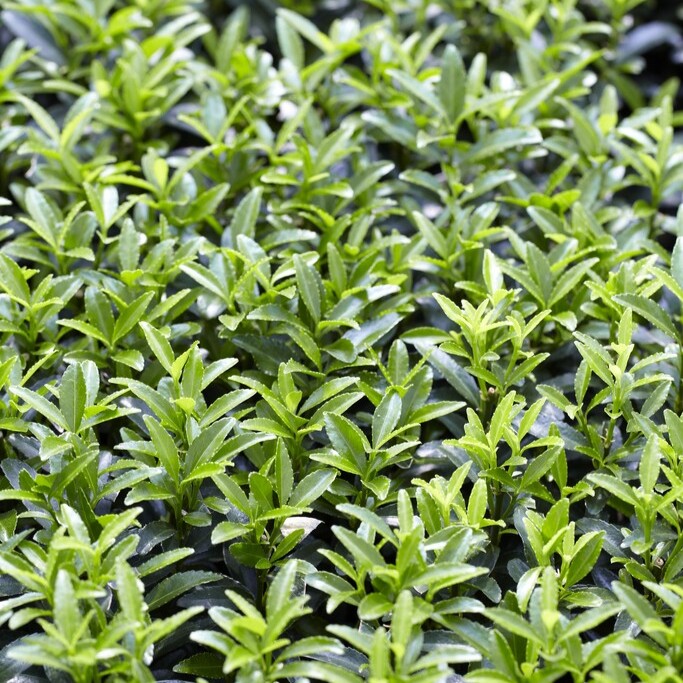 Gr&ouml;n pelarbenved - Euonymus fortunei Green Spire (Storlek: Klot 20 C2)