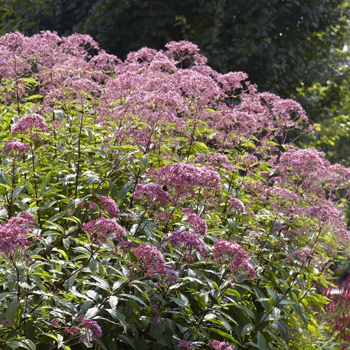 Hampflockel - Eupatorium cannabinum (Krukstorlek: 0,5-1L)