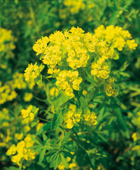 K&auml;rrt&ouml;rel - Euphorbia palustris